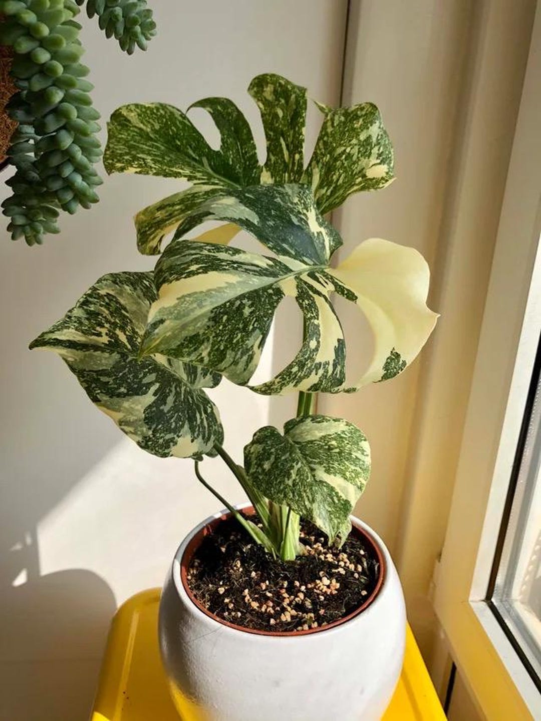 Monstera Marble Thai Constellation (ALL STARTER PLANTS Require You to ...