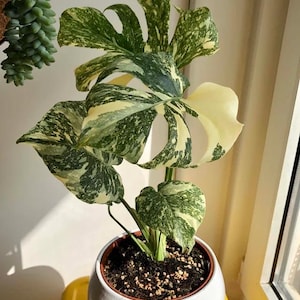 Monstera marble Thai constellation (ALL STARTER PLANTS require you to purchase 2 plants!)