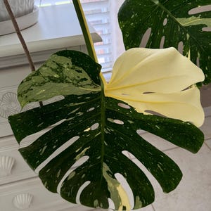 Monstera Thai constellation #2 Starter Plant (ALL STARTER PLANTS require you to purchase 2 plants!)
