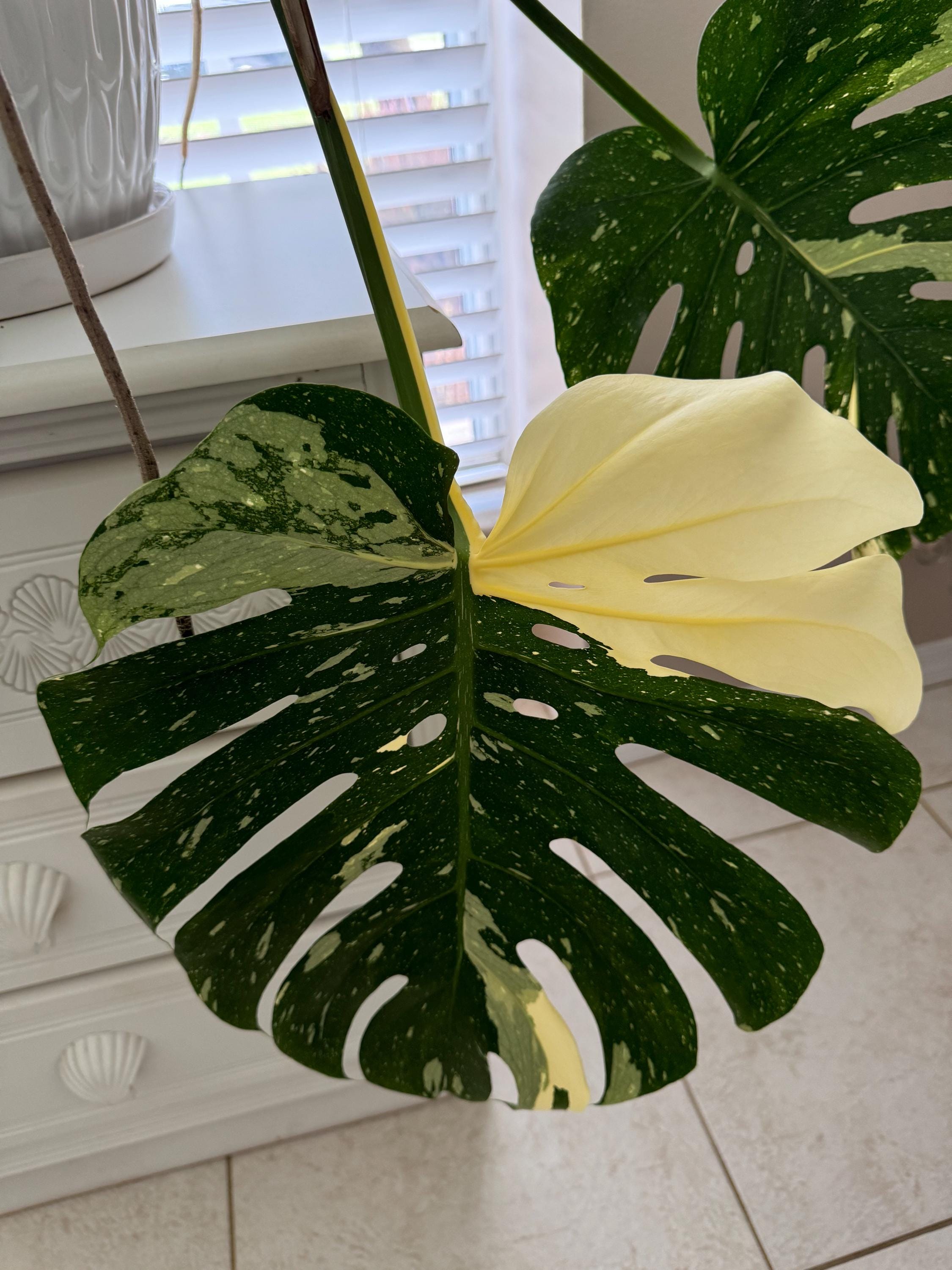 Monstera Thai Constellation #2 Starter Plant (ALL STARTER PLANTS Require  You to Purchase 2 Plants!) - Etsy