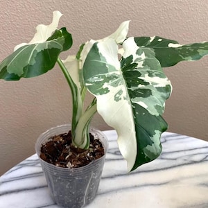 Alocasia okinawa silver starter plant (ALL STARTER PLANTS require you to purchase 2 plants!)