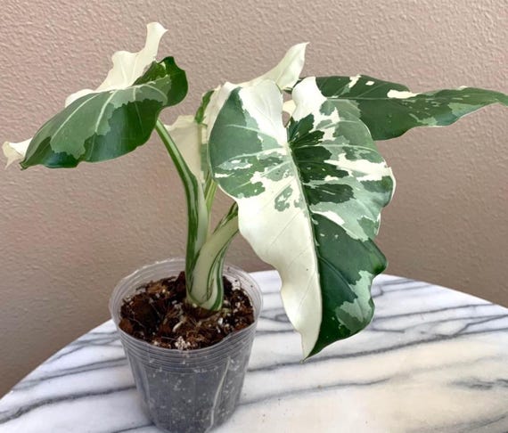 Alocasia Okinawa　Silver クワズイモ　斑入り 3年生 Alocasia Okinawa Silver Starter Plant (ALL STARTER PLANTS Require