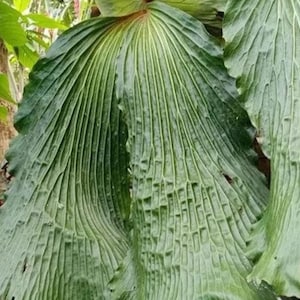 Platycerium Elephantotis Staghorn Fern“ Starter Plant (ALL STARTER PLANTS require you to purchase 2 plants!)