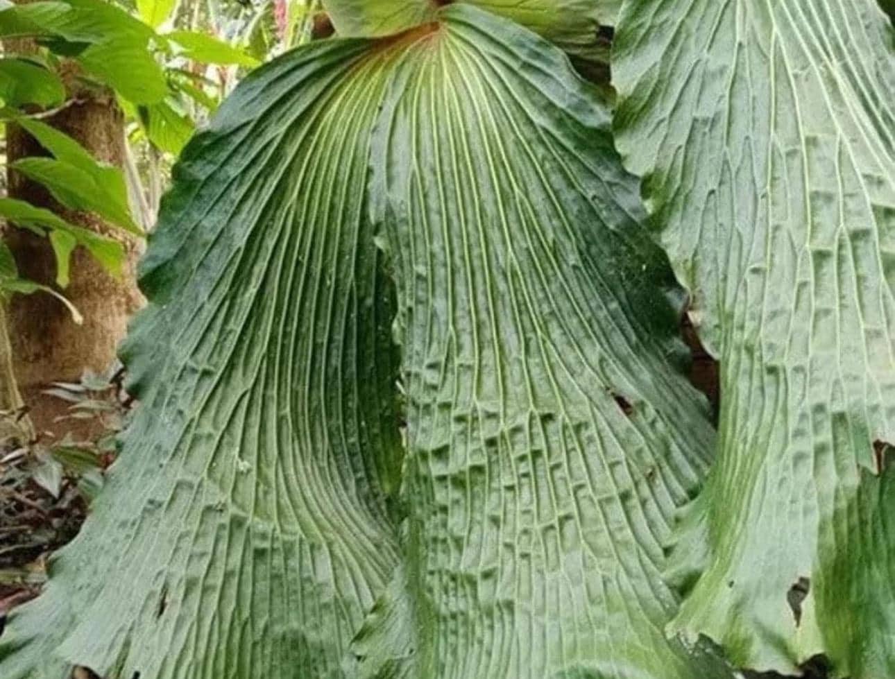 Platycerium Elephantotis Staghorn Fern“ Starter Plant (ALL STARTER
