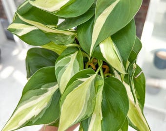 Philodendron black cherry Pink Princess Starter Plant (ALL STARTER PLANTS require you to purchase 2 plants!)