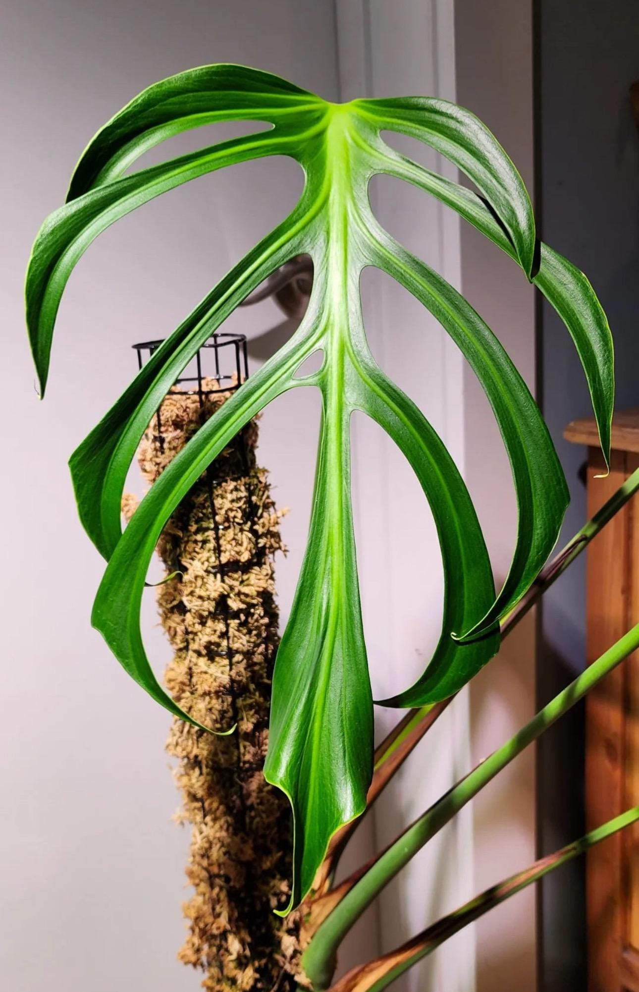 Monstera Burle Marx flame Starter Plant (ALL STARTER PLANTS require you to purchase 2 plants!)