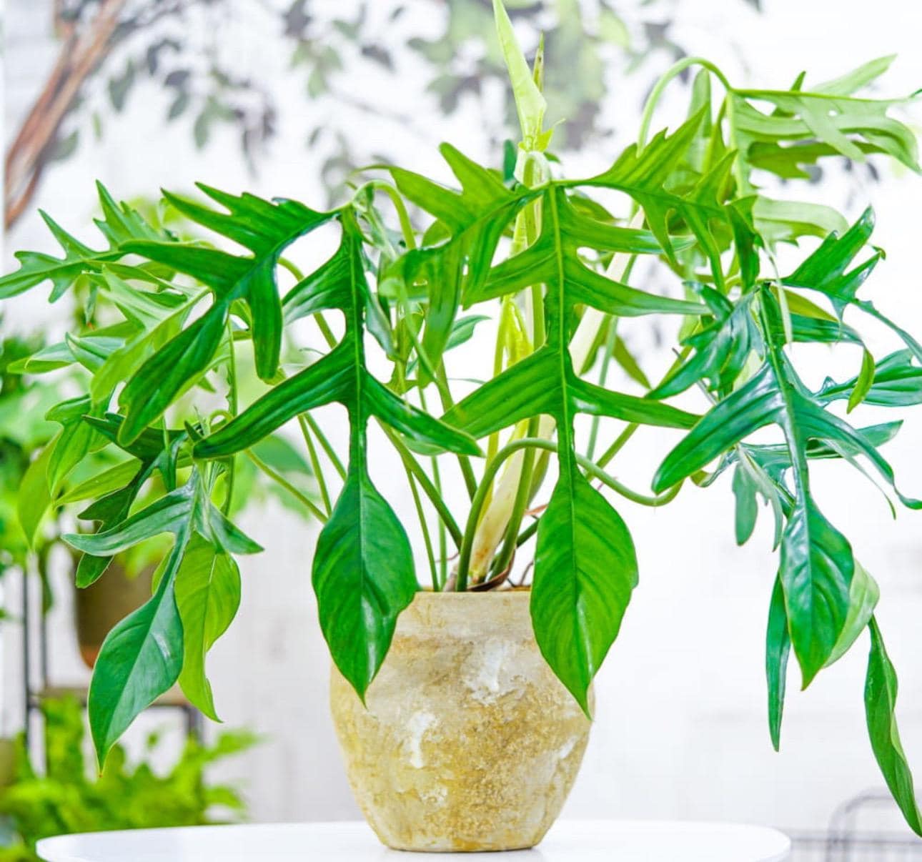 plant Monstera Deliciosa: Popular Live Plant - (6” Pot) – Easy Plant Care - Low  Maintenance House Plant for Home