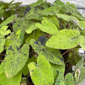 Colocasia Mojito "Esculenta" Elephant Ear Starter Plant. **ALL starter plants require you to purchase 2 plants! ** image 6