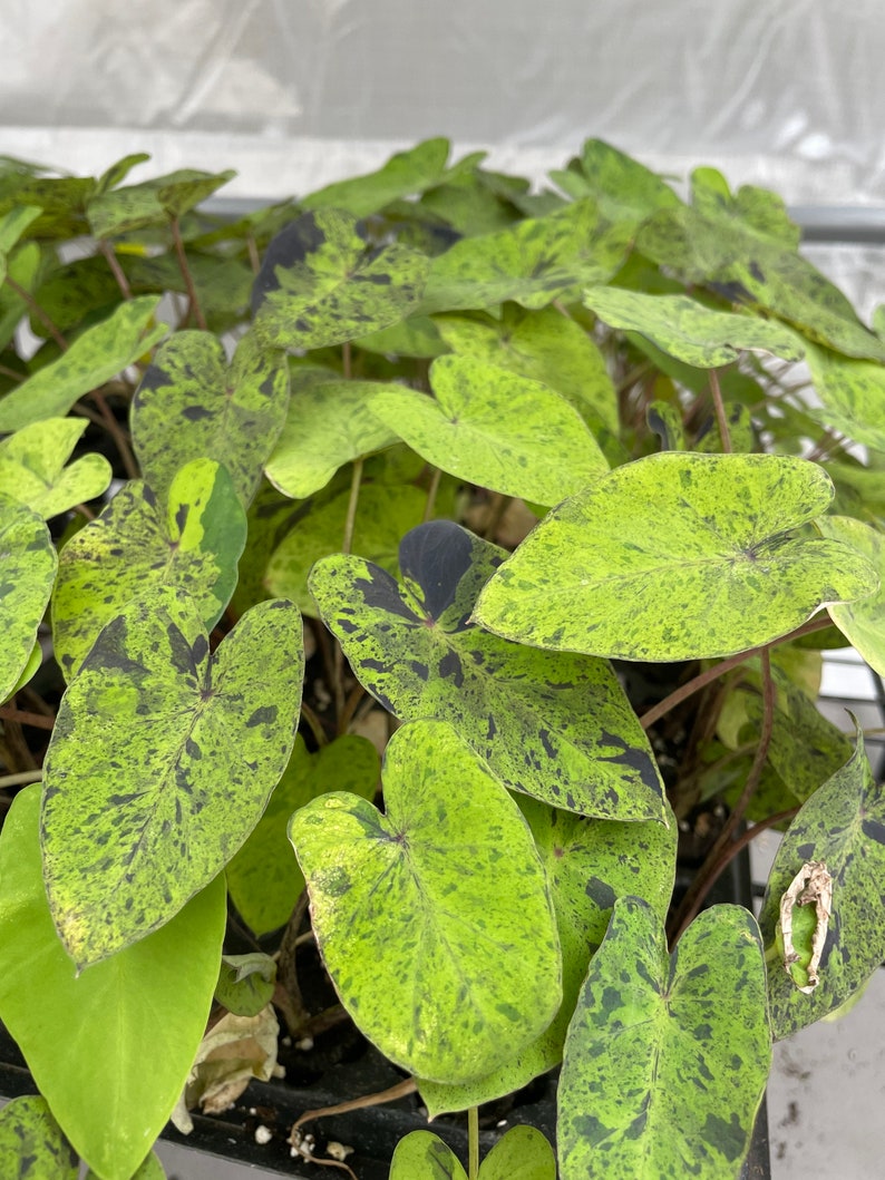 Colocasia Mojito "Esculenta" Elephant Ear Starter Plant. **ALL starter plants require you to purchase 2 plants! ** image 6