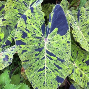 Colocasia Mojito "Esculenta" Elephant Ear Starter Plant. **ALL starter plants require you to purchase 2 plants! ** image 2