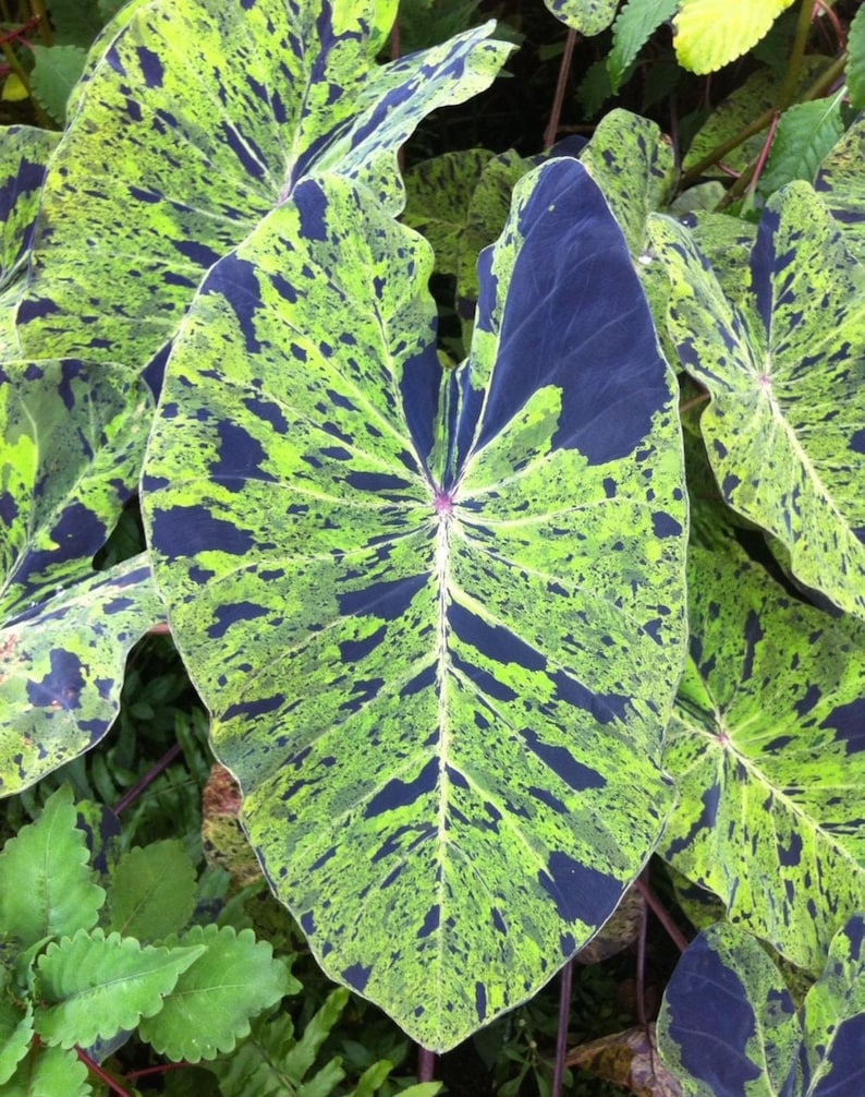 Colocasia Mojito "Esculenta" Elephant Ear Starter Plant. **ALL starter plants require you to purchase 2 plants! ** image 2