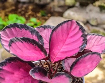 Calathea Crimson 4 Pot (ALL PLANTS Require You to Purchase 2 Plants!) -  Etsy