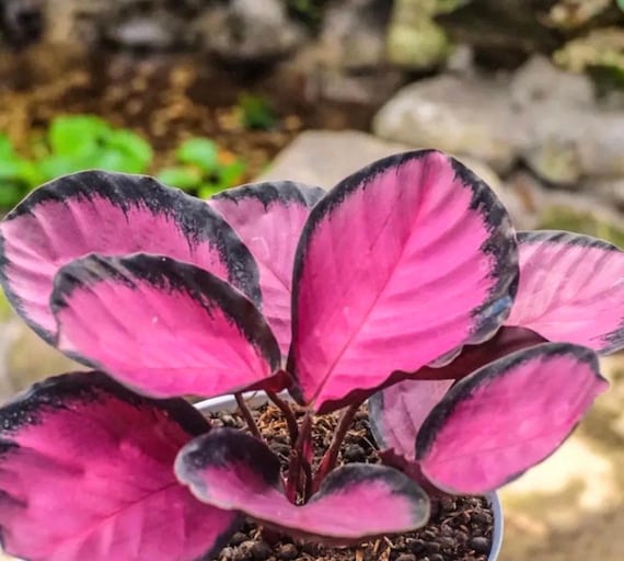 calathea medallion giftig Calathea Medallion  Hey Rooted