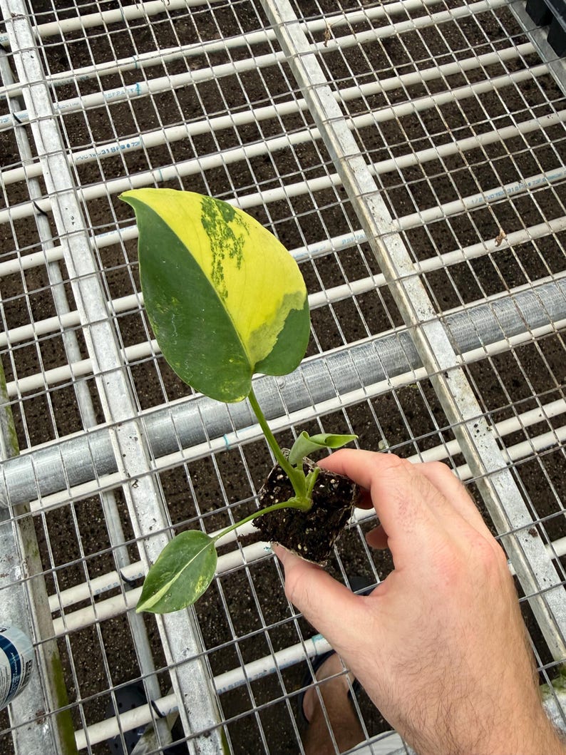 Monstera Aurea Starter Plant (ALL STARTER PLANTS Require You to ...