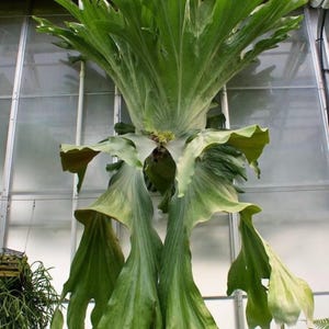 May include: A large green staghorn fern with multiple fronds growing in a greenhouse setting.