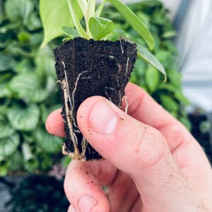 May include: A small green plant with roots growing out of a brown soil plug. The plant is being held in a hand.