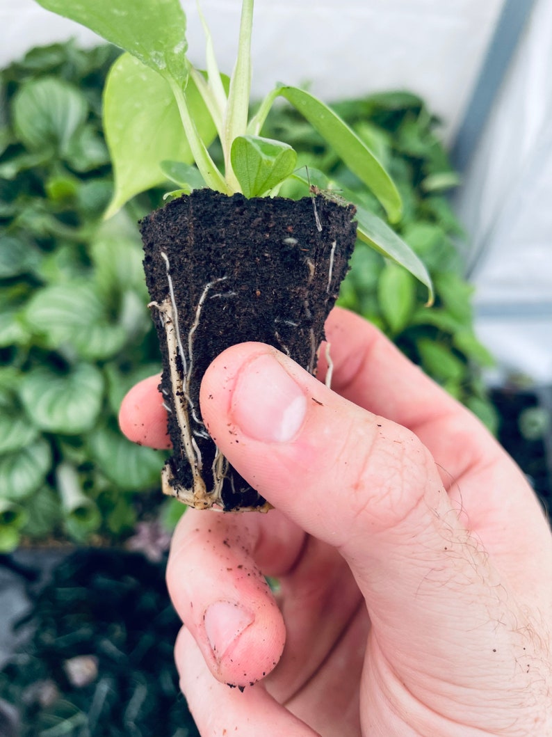 SunshineGreens Philodendron Florida Beauty Plant - Thumbnail 4