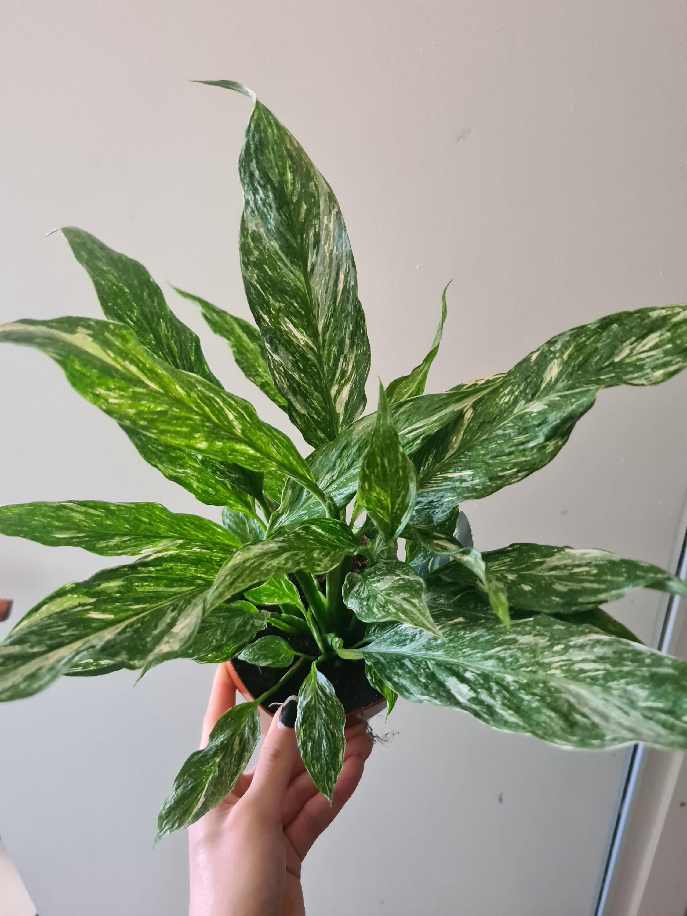light green pothos Epipremnum aureum 'Global Green' 4"