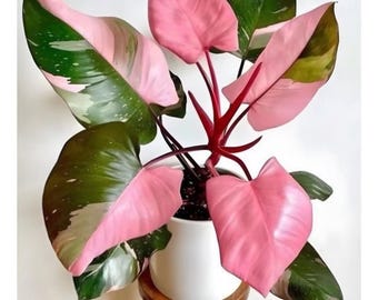 Philodendron Pink Princess Starter Plant (5 pack)