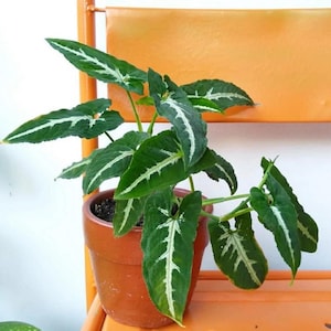 Philodendron Wendlandii - Etsy