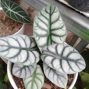 5 pack Silver Dragon Alocasia Starter Plant (ALL STARTER PLANTS require you to purchase 2 plants!)