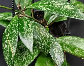Hoya publicalyx splash Starter Plant (ALL STARTER PLANTS require you to purchase 2 plants!)