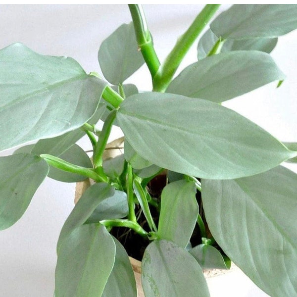 Philodendron Silver Sword 4” pot (ALL STARTER PLANTS require you to purchase 2 plants!)