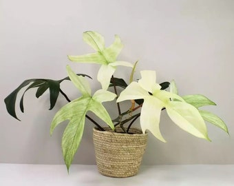 Philodendron White Ghost Starter Plant (ALL STARTER PLANTS require you to purchase 2 plants!)