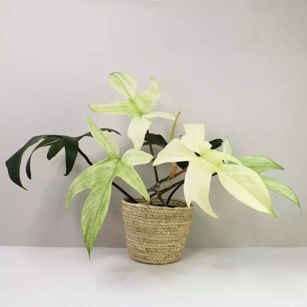 Philodendron White Ghost Starter Plant (ALL STARTER PLANTS require you to purchase 2 plants!)