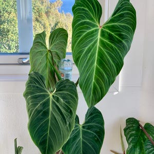 filodendro el choco rojo maceta de 4” (¡TODAS LAS PLANTAS DE INICIO requieren la compra de 2 plantas!)