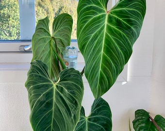 philodendron el choco red 4” pot (ALL STARTER PLANTS require you to purchase 2 plants!)