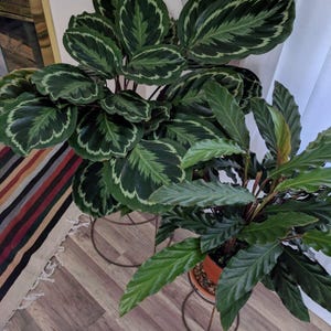 Calathea Roseopicta starter plant **(ALL plants require you to purchase ANY 2 plants!)**