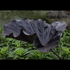 Colocasia Black Goblet Starter Plant (ALL STARTER PLANTS require you to purchase 2 plants!)