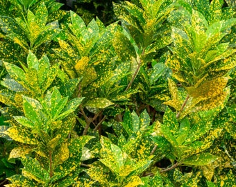 Gold Dust Croton Starter Plant (ALL STARTER PLANTS require you to purchase 2 plants!)