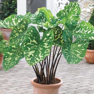 Alocasia Hilo beauty **ALL starter plants require you to purchase 2 plants! **