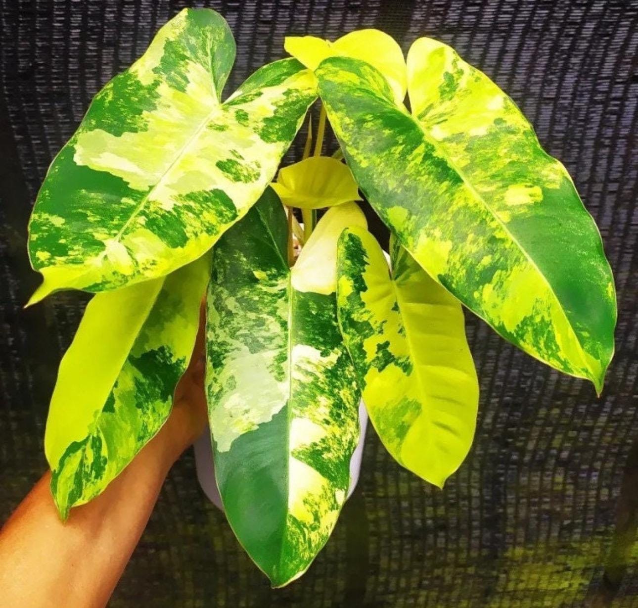 Philodendron Variegated Burle Marx 2 Pot (ALL STARTER PLANTS Require You  to Purchase 2 Plants!) - Etsy