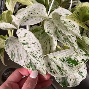 Pothos Marble “Snow” Queen starter plant **(ALL plants require you to purchase ANY 2 plants!)**