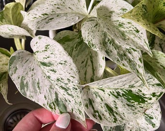 Potho snow queen with snow white/ice white color, high viraigation snow queen potho, super white leaves pothos