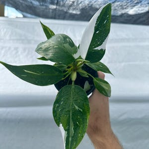 philodendron white wizard Starter Plant (ALL STARTER PLANTS require you to purchase 2 plants!)