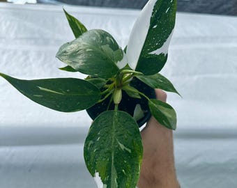 philodendron white wizard Starter Plant (ALL STARTER PLANTS require you to purchase 2 plants!)