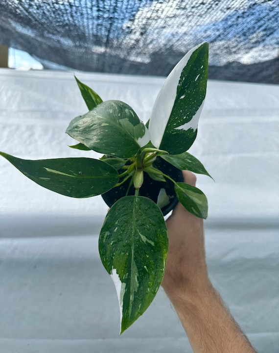 Philodendron white wizard Starter Plant (ALL STARTER PLANTS require you to  purchase 2 plants!) - Etsy sterreich