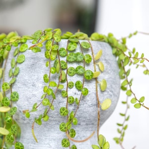 String of Turtles Starter Plant (ALL STARTER PLANTS require you to purchase 2 plants!)