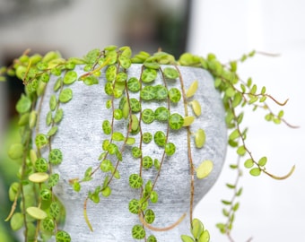 String of Turtles Starter Plant (ALL STARTER PLANTS require you to purchase 2 plants!)