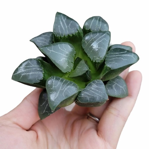 Haworthia Moon Shadow Starter Plant (ALL STARTER PLANTS require you to purchase 2 plants!)