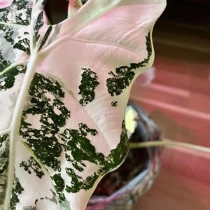 May include: A close-up of a white and green variegated leaf with a pink hue. The leaf has a unique, speckled pattern and is partially obscured by a brown pot.