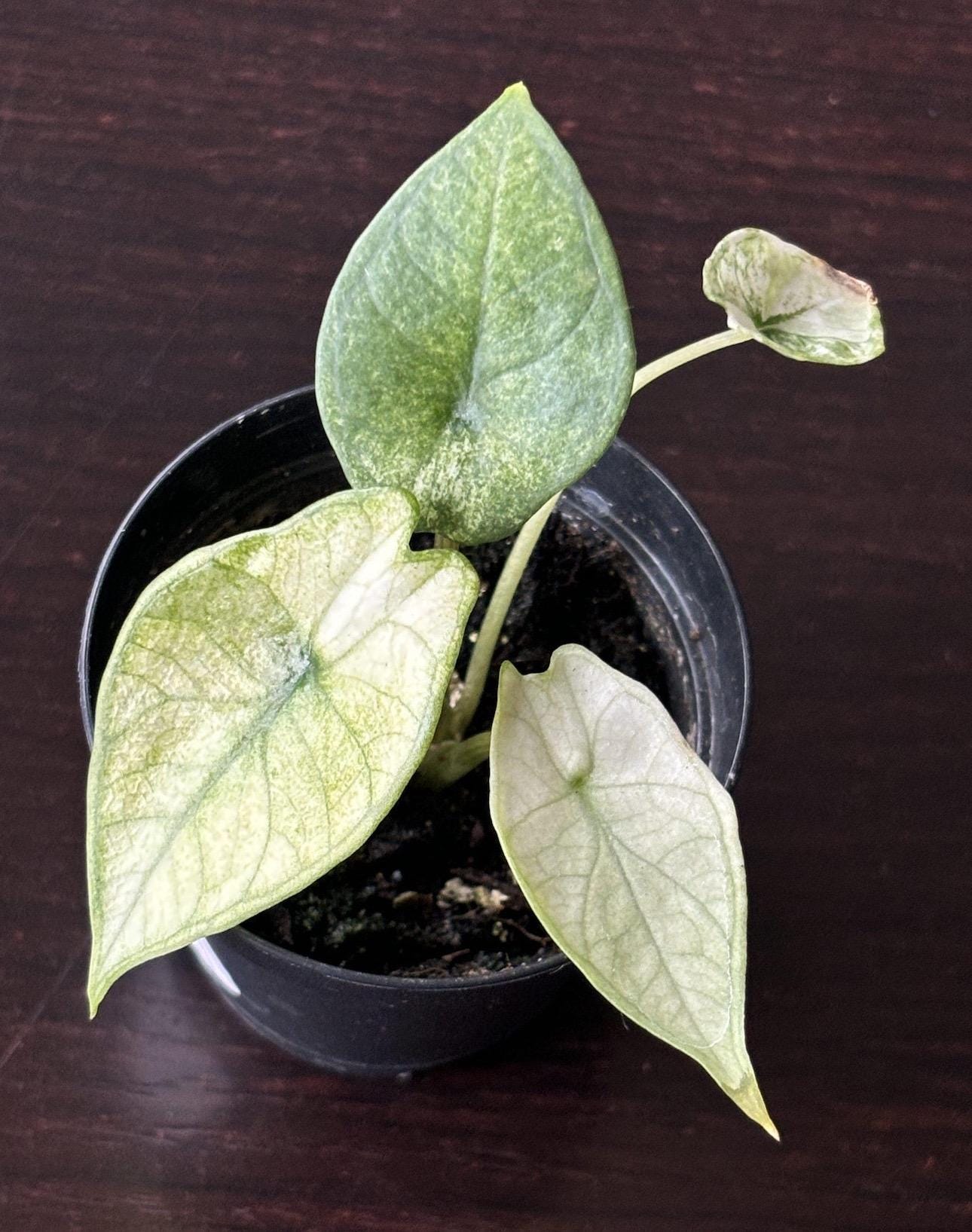 Alocasia Scalprum Mint Starter Plant (ALL STARTER PLANTS Require