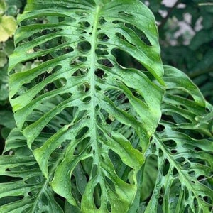 Monstera acuminata Starter Plant (ALL STARTER PLANTS require you to purchase 2 plants!)