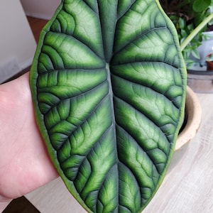 Alocasia baginda &#39;Dragon Scale&#39; Starter Plant (All starter plants require you to purchase two plants)