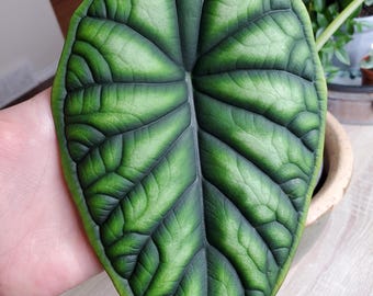 Alocasia baginda &#39;Dragon Scale&#39; Starter Plant (All starter plants require you to purchase two plants)
