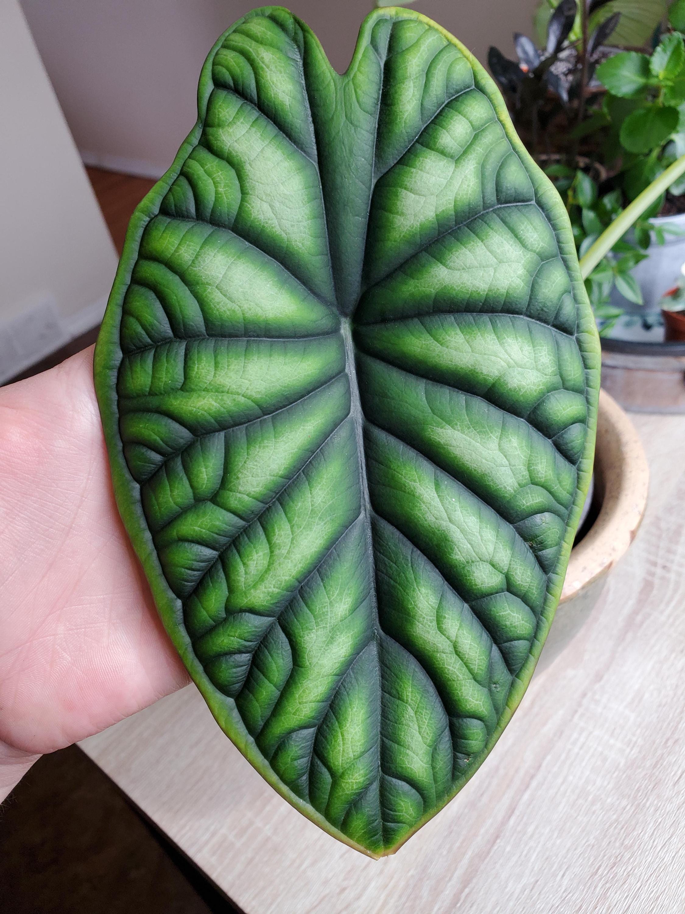 『SALE』Alocasia Dragon Scale var (TC) 2-7 Alocasia Baginda 